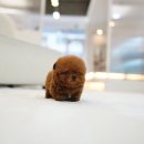 살롱드 퍼피 이미지