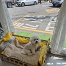 사랑해똥깡아지 이미지