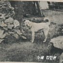 최초로 천연기념물로 등록된 개 그리고 동시대의 개들 이미지