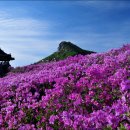 황매산식당 이미지