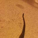 속천방파제 이미지