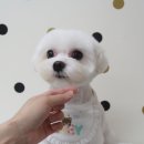 엘레강스펫샵 이미지