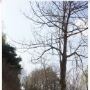 장동리 마을회관 | [20140405]이천 정개산ㆍ원적산 연계산행 후 이천백사산수유꽃축제 구경하고 걷고싶은 둘레길 걷기 - 1부