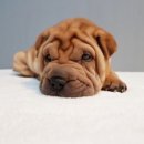 펫스티발 이미지