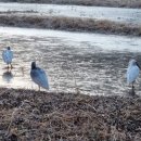 우포따오기 사진전 이미지