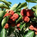 최가네농장 이미지