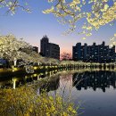 강변코아루(아) | 김천 연화지 벚꽃 야경 (주차장)