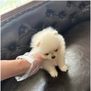 천안 강아지분양 고양이분양 파라다이스펫본점 이미지