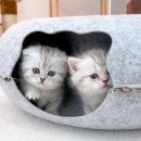 사라캣 | 일산 펫샵 캣스토리 고양이 성격 관찰하기