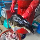 감포생밀복 이미지