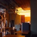 카페나무 이미지