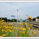 서동요명품트레킹2025년10월경북예천회룡포 이미지