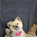 주견야DOG 이미지