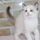 날라리 캣 이미지