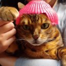 땡큐동물병원 이미지