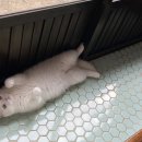 청소요정 이미지