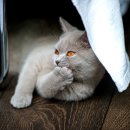 우리덕구 동물병원 이미지