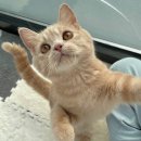 일산고양이분양 라라캣츠 이미지