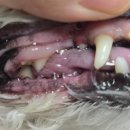 포곡동물병원 이미지