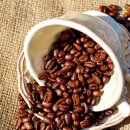 커피콩의하루 이미지