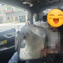 대전펫택시 이미지