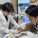 경북대학교 수의과대학 부속동물병원 이미지