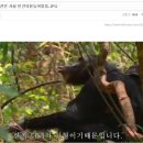 주작