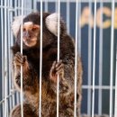 Le trafic d’animaux vivants a atteint de nouveaux records, selon Interpol 이미지