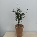 종로꽃조경