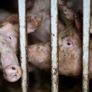 대신농장 이미지