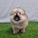 강아지집 | 광명강아지입양후기, 우리 집 행복이가 찾아온 특별한 이야기