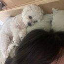 반려견 2호점 이미지