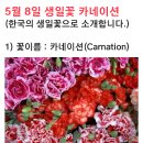 5월 8일 생일꽃 카네이션의 꽃말과 유래 이미지