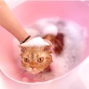 그루밍공화국 네이버블로그