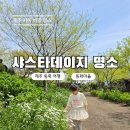 송당자동차병원 | 제주 샤스타데이지 명소 추천 제주동화마을 데이지 개화 후기