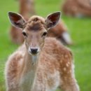 유한사슴농장 이미지