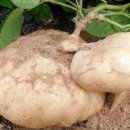 김화자농장 이미지