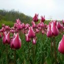 고향산천슈퍼 이미지