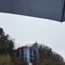마이산 벚꽃길 | 가평 에덴벚꽃길 실시간 후기 벚꽃 눈치게임 실패