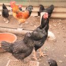 삼구농장 이미지