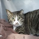 (주)펫에어라인 이미지