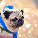 로얄도그앤캣메디컬센터 이미지