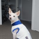 이츠펫 본점 이미지