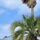 애월팔레스 이미지