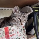 Dear My Pet 이미지