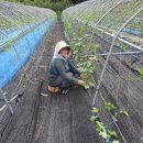 호경농장 이미지