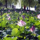 7080황진이 이미지