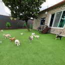 파파퍼피 DOG하우스 이미지