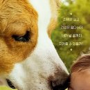 『안녕 베일리 A Dog's Journey』(2019)"살아있는 모든 것, 다 행복하라." 이미지