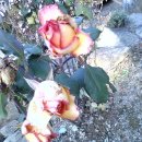 송원동로 이미지